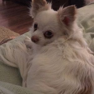 Meet your Posher, Derwood